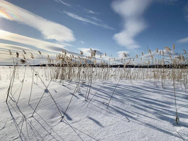 Rosja Obwód Chełmiński Jezioro Uvildy Słoneczny Styczeń Dzień — Zdjęcie stockowe