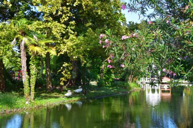 Abhazya 'nın Yeni Athos şehrindeki göletin kıyısında kuğular.
