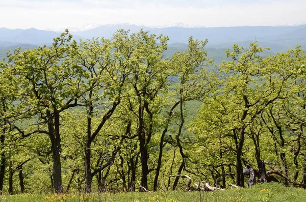 Adygea Berglandschap Het Voorjaar Achtergrond Van Belangrijkste Kaukasische Bergkam — Stockfoto