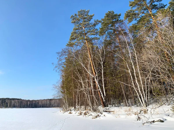 Russia Chelyabinsk Region Forest Shore Elm Vyazovy Island Lake Uvildy — Stock Photo, Image