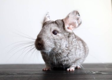 Çinçilla, tüylü kemirgen tahıl yer.