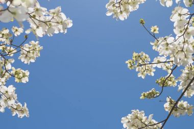Blossoming dogwood tree in spring clipart
