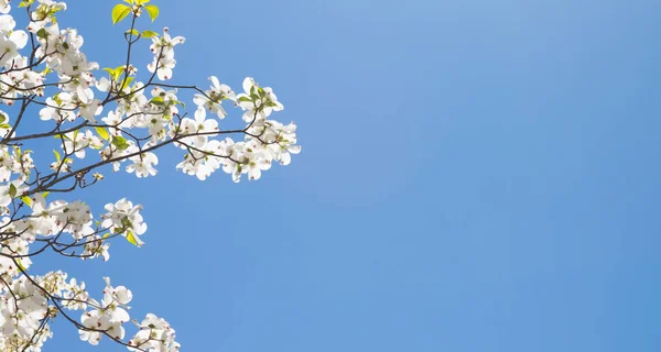 Tavasszal virágzó somfa fa Stock Fotó