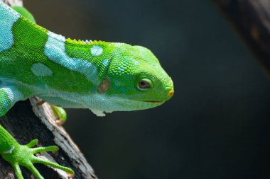 Bir dal üzerinde oturan bir Fiji Iguana
