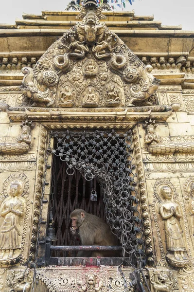 Swayamhunath Monkey寺院のストゥーパでの神聖なサル カトマンズ ネパール ユネスコによって宣言された世界遺産 — ストック写真