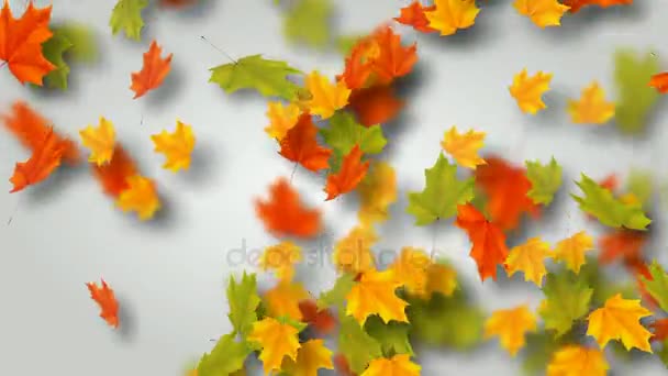 Herbst der Blätter. Ahornblätter fliegen und kreisen. Schleifenanimation.