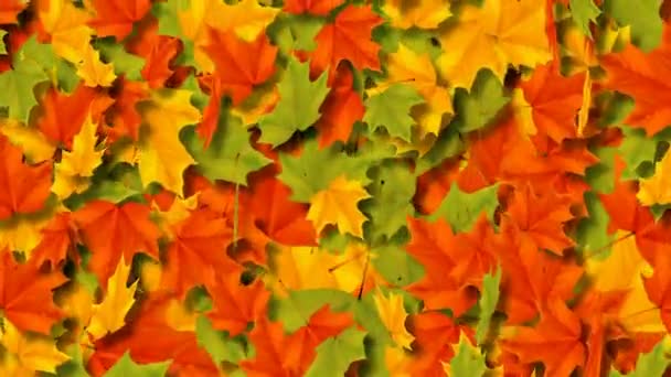 Javorové listy padají a krouživým pohybem. Smyčky animace. — Stock video