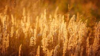 altın buğday alan yaz