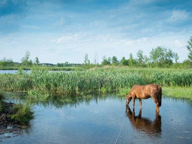 Güzel at içme suyu