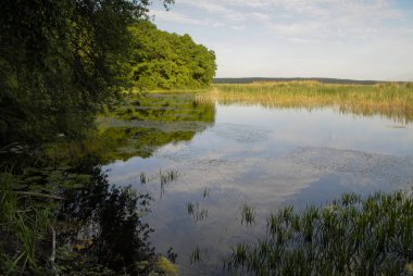 Ormandaki yeşil ağaçlar güneşli bir günde gölet suyuna yansıyor.
