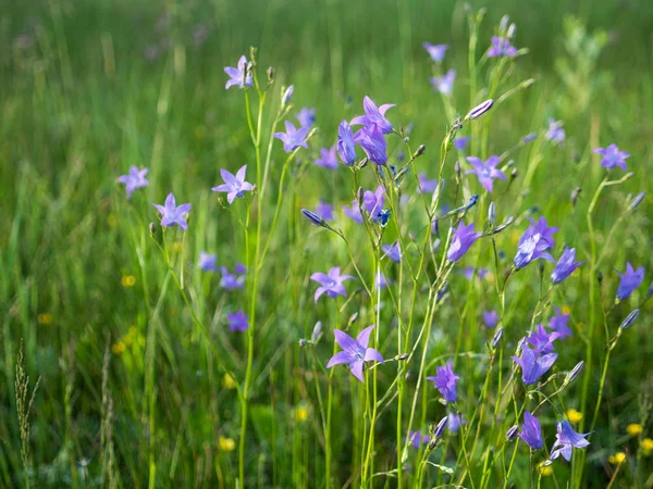 Wildflowers Blue Purple Wildflowers Field — Stock Photo, Image