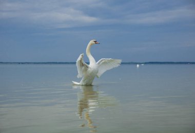 Güneşli bir günde mavi göl suyunda kuğu gölette kuğu, doğa serisi.