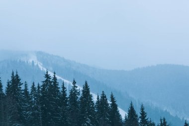 Dağ zirvelerinin arka planında kar köknar ağaçlarını kapladı. Resimli karlı kış manzarası manzarası. Muhteşem ve sessiz bir gün. Donmuş ağaçlar.