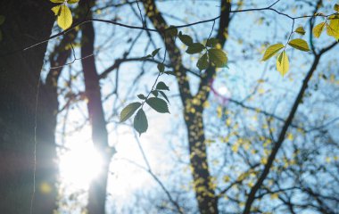 Yapraklarla çerçevelenmiş taze yeşil yaprak ağaçlarından oluşan manzaralı bir orman. Güneş, sıcak ışınlarını yeşilliklere saçıyor.