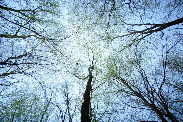 tree on background of dark creepy elements.Wind in the Woods