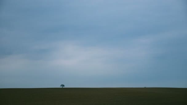 Timelapse Lonely Solitary Tree Open Field Fog Looking Empty Dismal — 图库视频影像