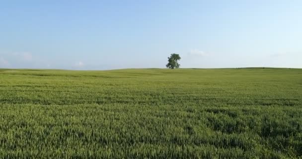 Erstaunliche Drohnenaufnahmen Feld Mit Weizen Grüne Wiese Auf Blauem Himmel — Stockvideo