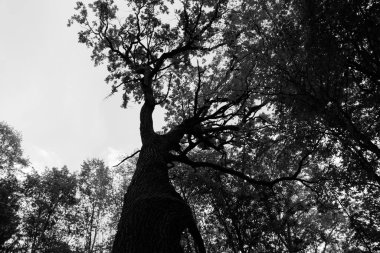 Koyu tüyler ürpertici elementlerin arka planında ağaç.