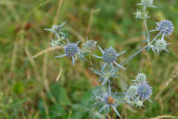 Eryngium Officinale Flor Silvestre Cabeça Azul Dia Ensolarado Verão Campo — Fotografia de Stock