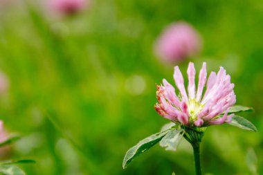 Yonca çiçeği, çimen arka plan yakın plan