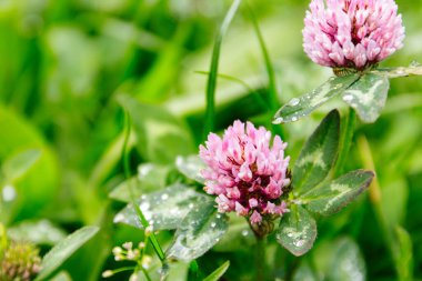 Yonca çiçeği, çimen arka plan yakın plan