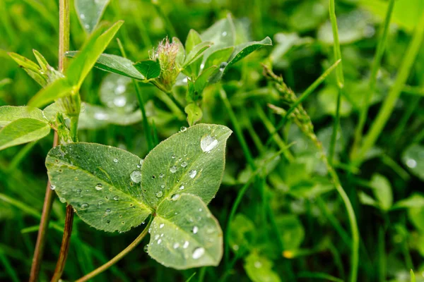 Yonca, çimen arkaplanı yakın plan