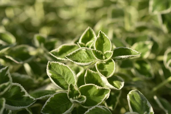 Lago Maggiore İtalya Santuario della Santissima Piet Cannobio