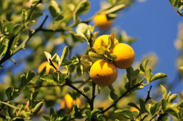 Citrus Poncirus Trifoliata Início Outono — Fotografia de Stock