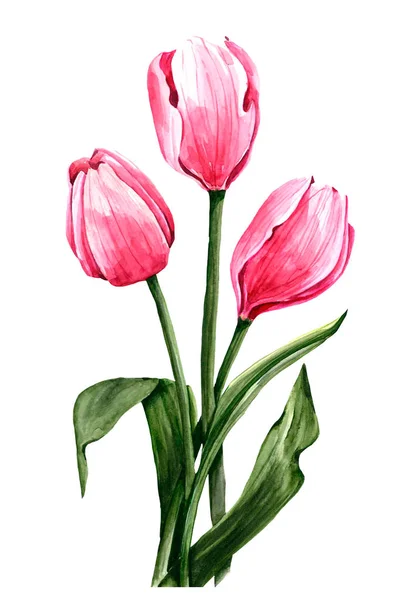 Spring Flowers Tulips Watercolor — Stock Photo, Image