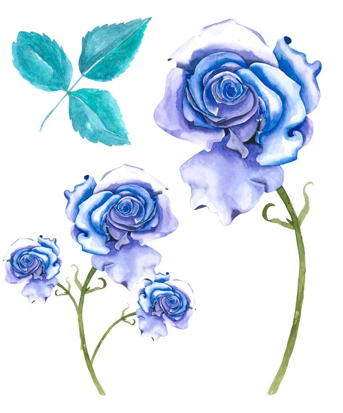 Rosas azules Acuarela — Foto de Stock