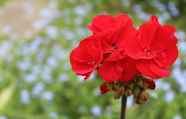 Gardenya kırmızı çiçekler