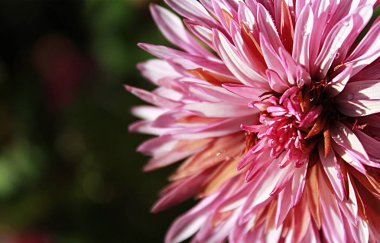 Kasımpatı Pembe çiçek