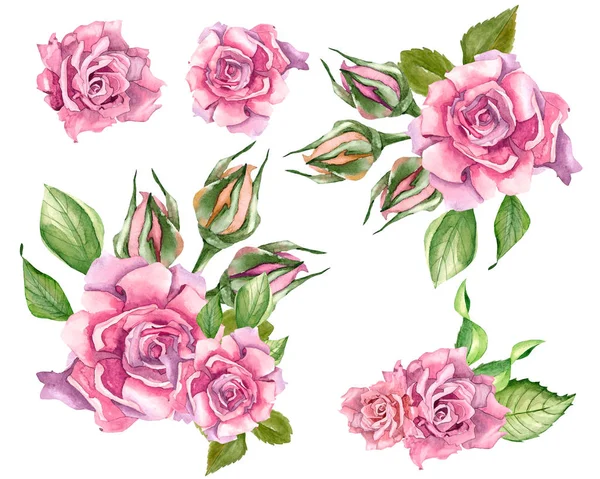 Rosas rosadas con hojas —  Fotos de Stock