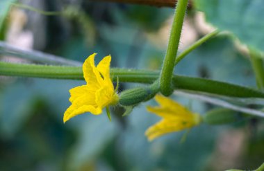 bir salatalık sarı çiçek