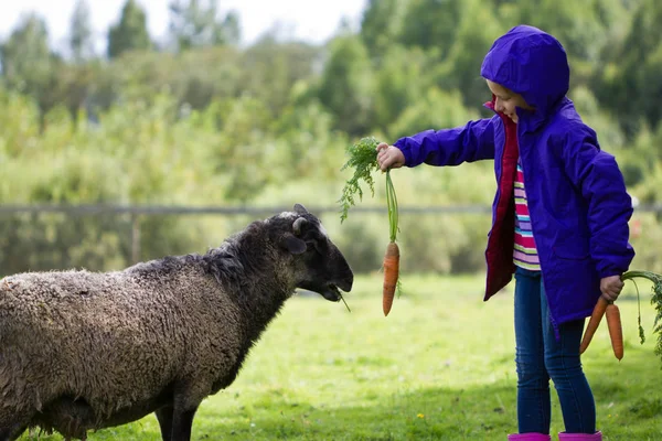 Das kleine Mädchen füttert ein Schaf — Stockfoto