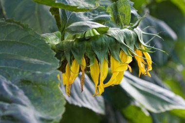 güzel ayçiçeği portre