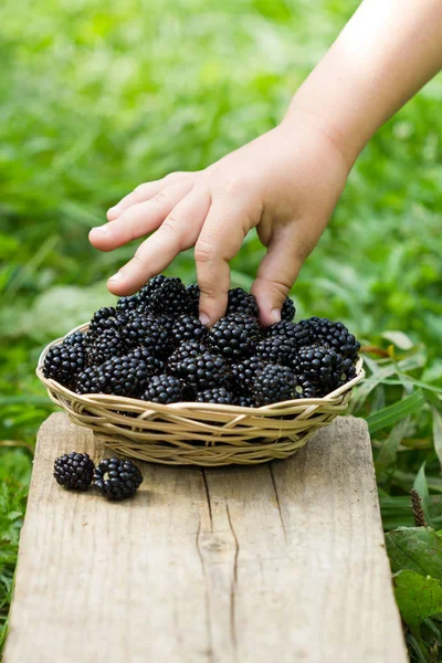 Moras en la cesta — Foto de Stock