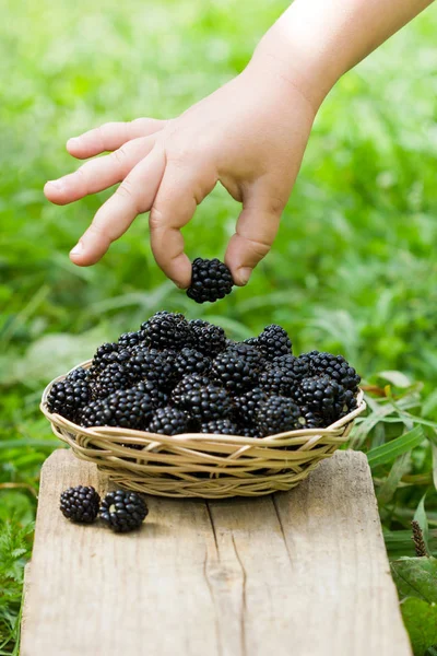 Moras en la cesta — Foto de Stock