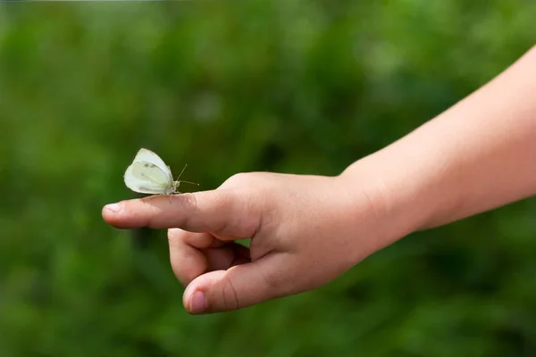 Живий Метелик Сидить Руці Дитини — стокове фото