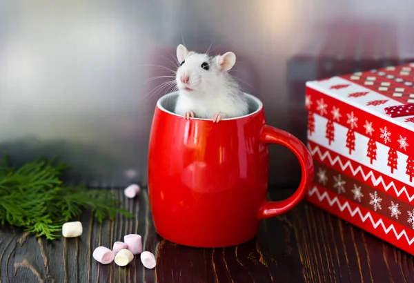 ネズミが赤いマグカップの中に座っている その年の象徴 — ストック写真