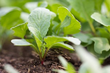 Lettuce seedlings, young radishes.