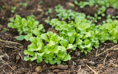 Lettuce seedlings, young radishes.