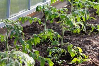 Domates fideleri serada yetişiyor. Sabah suladıktan sonra filizleniyor..