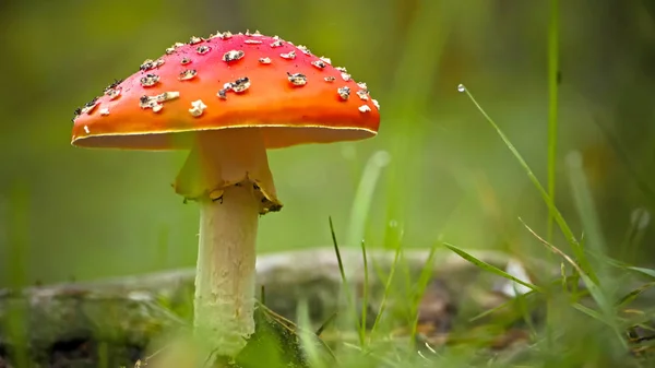 Cogumelo Amanita muscaria (agárico ou voar amanita ) — Fotografia de Stock