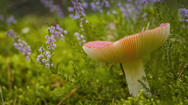 Mushroom russet em musgo verde . — Fotografia de Stock