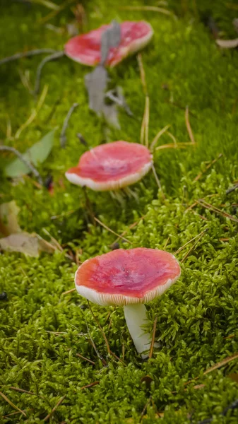 Cogumelos apressados em musgo verde . — Fotografia de Stock