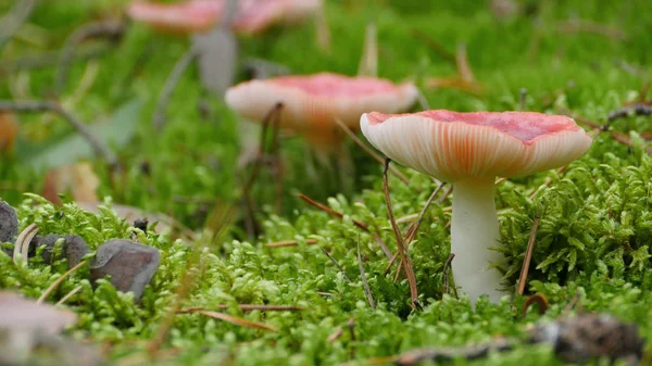 Mushrooms russet in green moss. — Stock Photo, Image