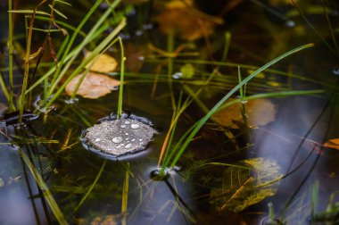 Suya düşen yapraklar