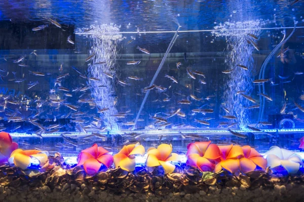 Jalka hieronta akvaario — kuvapankkivalokuva