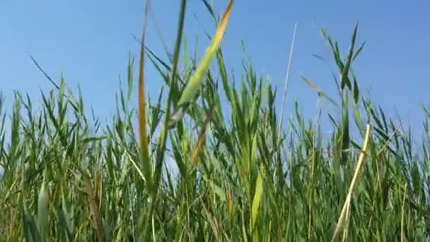 Reeds in sunny day — Stock Video